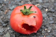 トマトの被害②の画像