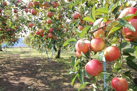 りんご畑の家(3)