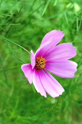 花３の画像
