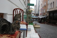 トルコ猫２の画像