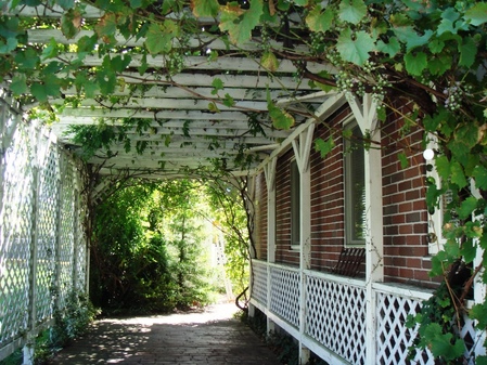 ブドウ棚？の画像