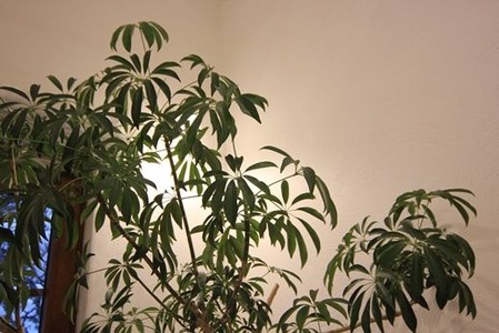 見学住宅 (2)の画像
