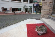 トルコ猫１の画像