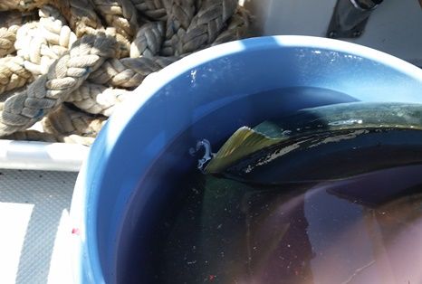プチ航海(7)の画像