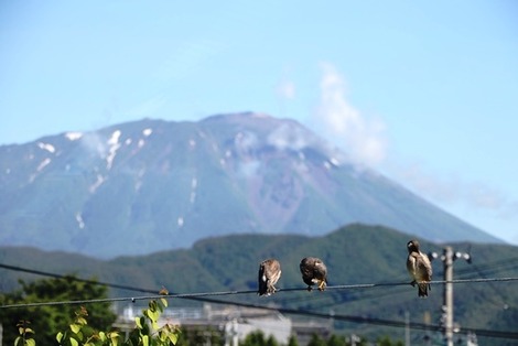 巣立ち(3)の画像