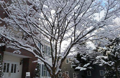岩手の雪 (2)の画像