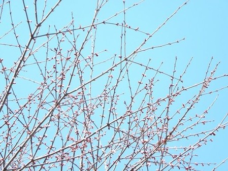 芽吹き(2)の画像