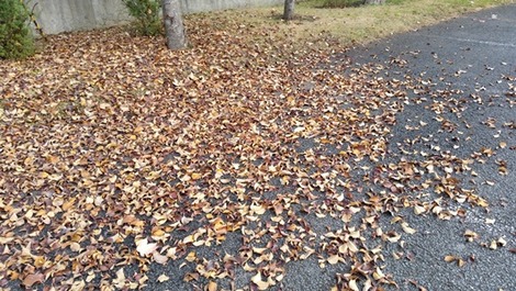 エコ断熱材料？の画像