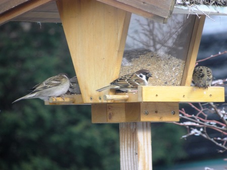 野鳥の餌箱２