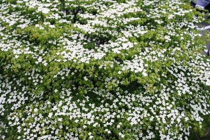 やまぼうしの画像