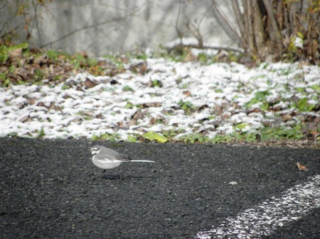 野鳥の餌箱3