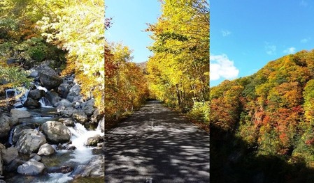 紅葉の画像