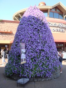 花盛り?の画像