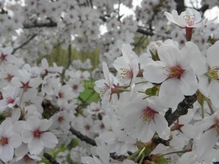 桜なＧＷの画像