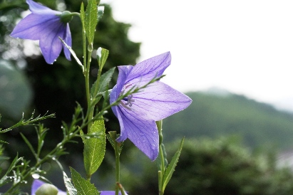 花１の画像