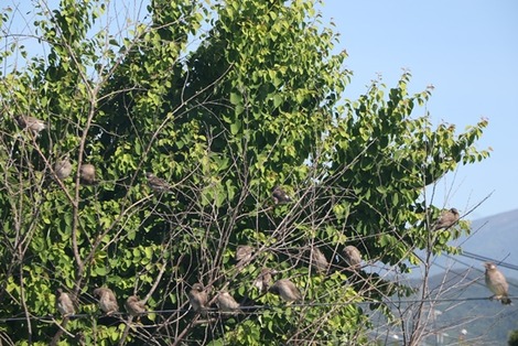 巣立ち (1)の画像