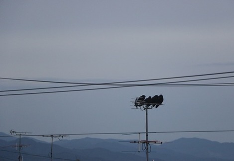 巣立ち (2)の画像