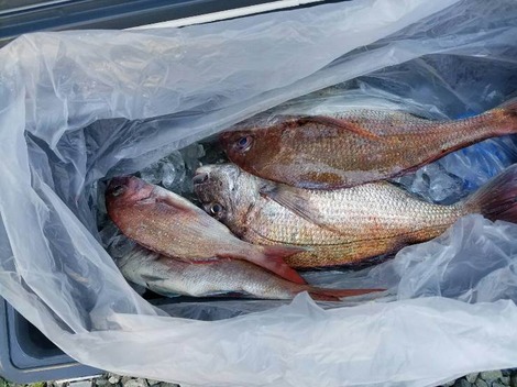 釣りっこクラブ５の画像