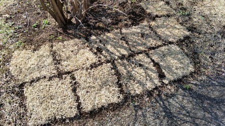 当社の芝 (1)の画像