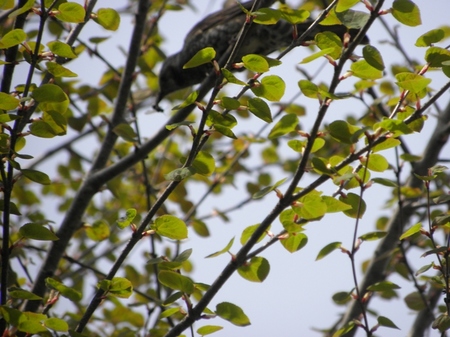 野鳥・・