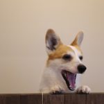 pickupの画像
