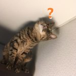 sites/7/2019/11/d22466927cdc1cac5c2779e05164f016-150x150.jpgの画像