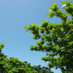 sites/7/2022/03/photo0000-1969-150x150.jpgの画像