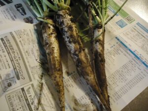 岩手の高断熱住宅の画像