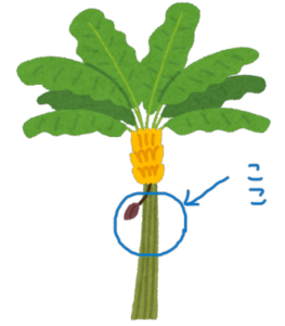 sites/7/2023/06/tree_banana-263x300.pngの画像