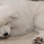 sites/7/2025/10/87783509634929cf0119aa7b383fe80b-150x150.jpgの画像