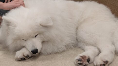 sites/7/2025/10/87783509634929cf0119aa7b383fe80b-485x273.jpgの画像