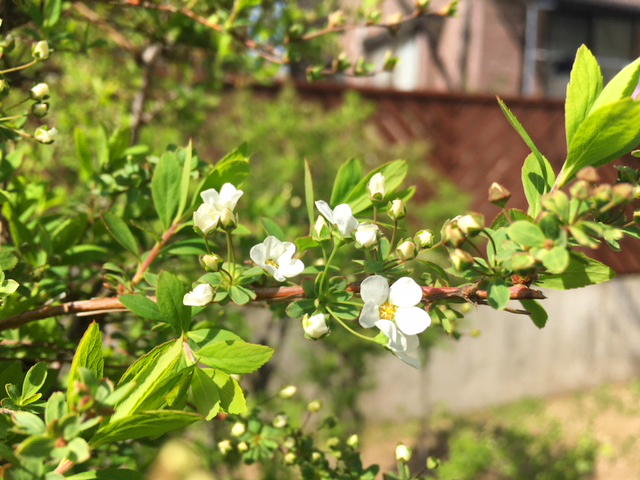 咲き始めた雪柳の花の画像