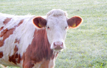 オーストリアの牛さん