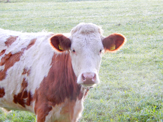 オーストリアの牛さん