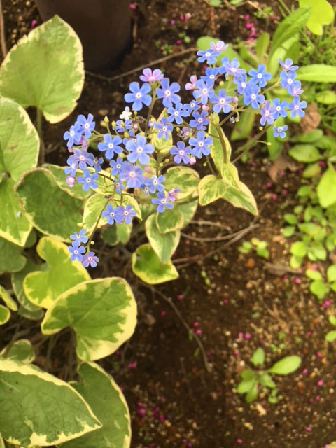 青くてちいさいお花の画像