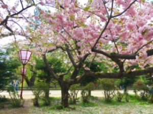 sites/9/2018/05/image1-8-300x225.jpegの画像