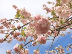 sites/9/2018/05/image3-1-300x225.jpegの画像