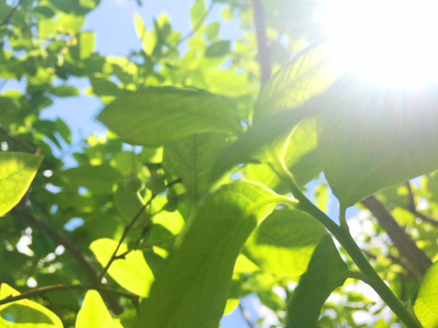 ブルーベリーの木漏れ日の画像