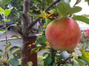 sites/9/2018/09/IMG_6710-300x225.jpgの画像