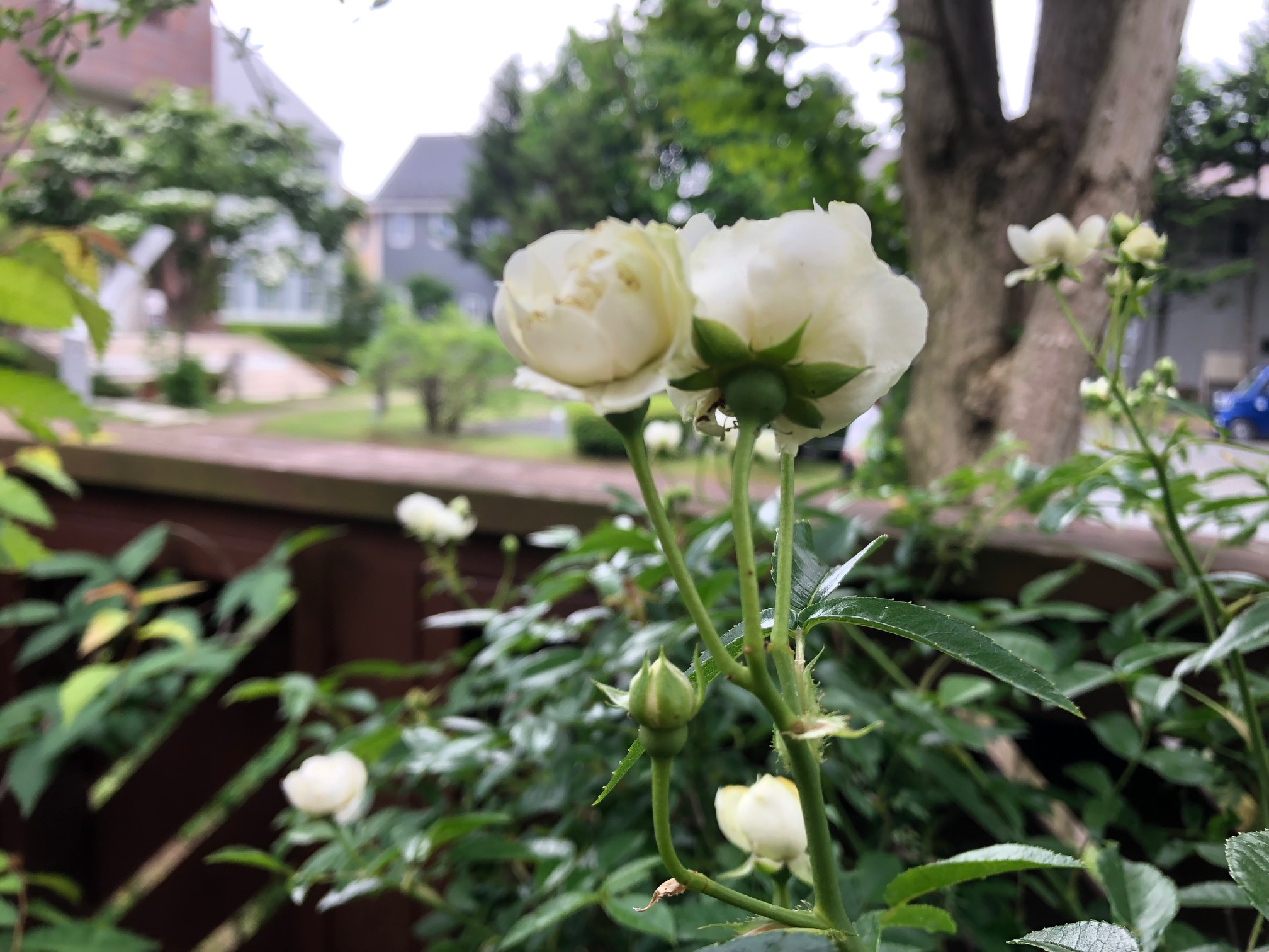 sites/9/2019/06/image1-2.jpegの画像