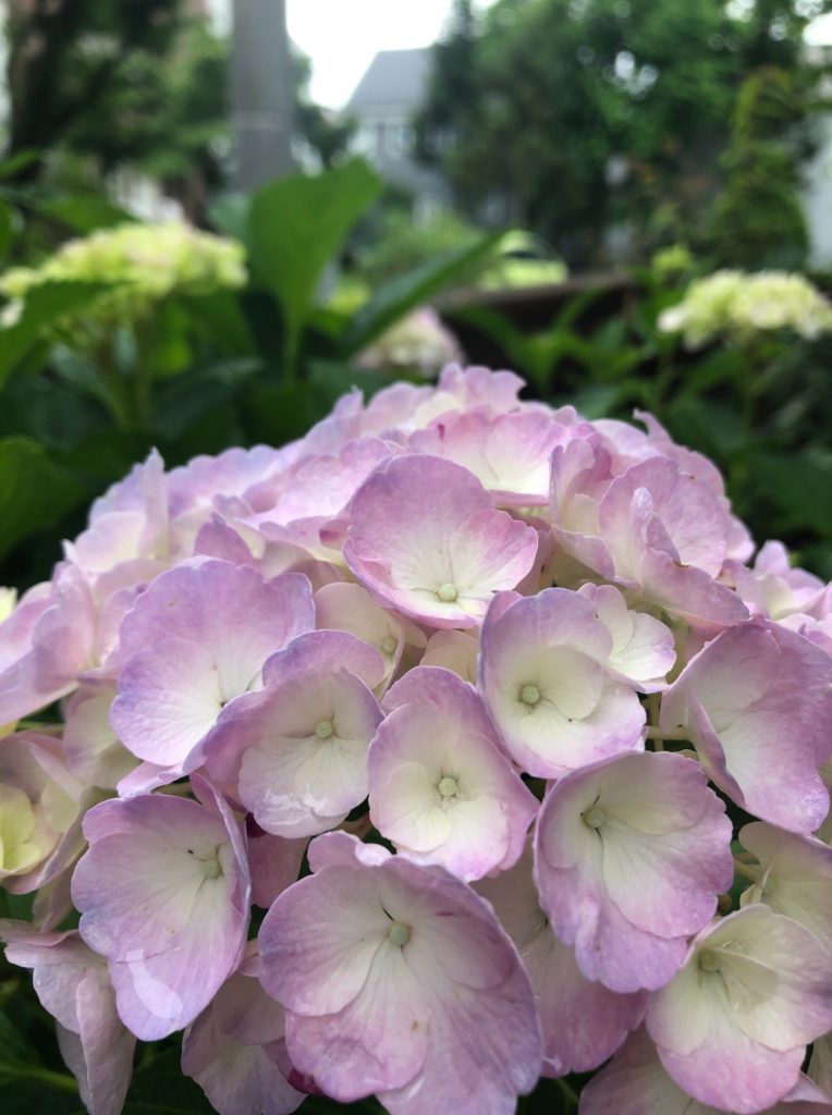 sites/9/2019/07/IMG_0518-764x1024.jpgの画像