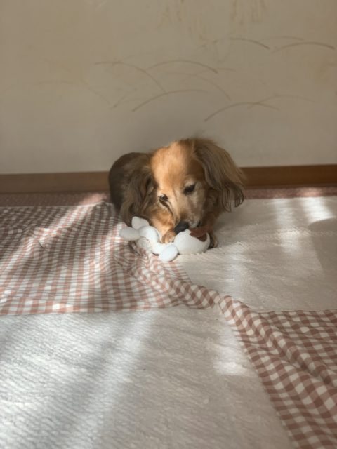 実家のカニヘンダックスフンドの画像