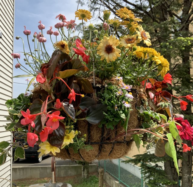 sites/9/2020/05/hanging.jpgの画像