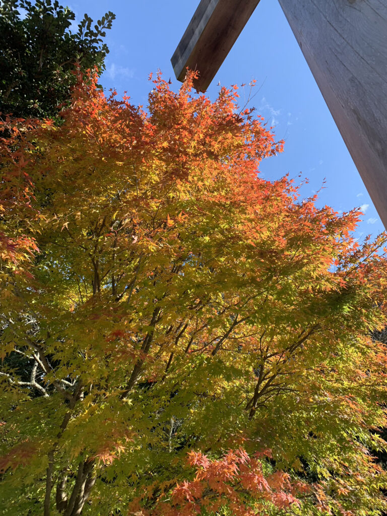 sites/9/2023/12/IMG_6294-768x1024.jpgの画像