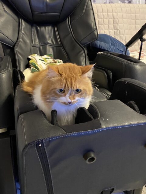 現在の猫1号の画像