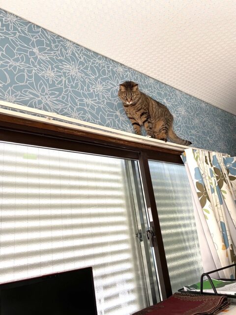 カーテンレールを登る猫の画像
