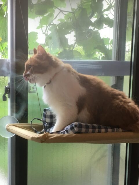 猫が景色を愉しむスペースの画像