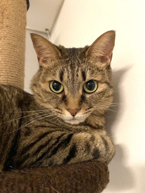 猫|愛猫と暮らす家づくりは大共ホームの画像