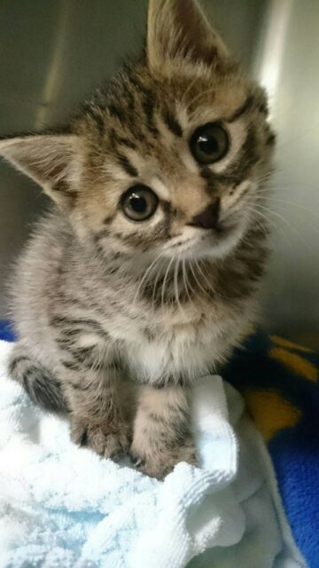 子猫|猫と暮らす注文住宅は大共ホームの画像