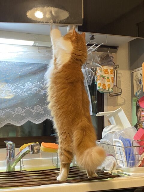 猫はよく伸びる